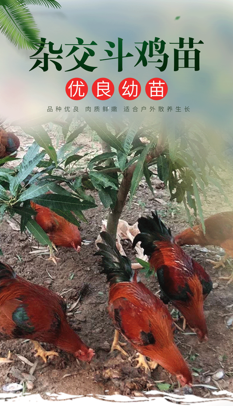 杂交斗鸡苗_01