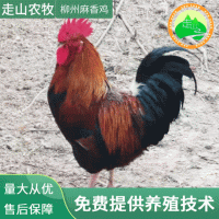 现货批发柳州麻香鸡鸡苗 长势较好发货快 柳州麻香鸡小鸡苗活苗
