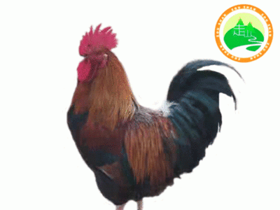 厂家直供 柳州麻香鸡 畜牧场体型大鸡苗厂家运输麻香鸡鸡苗图4