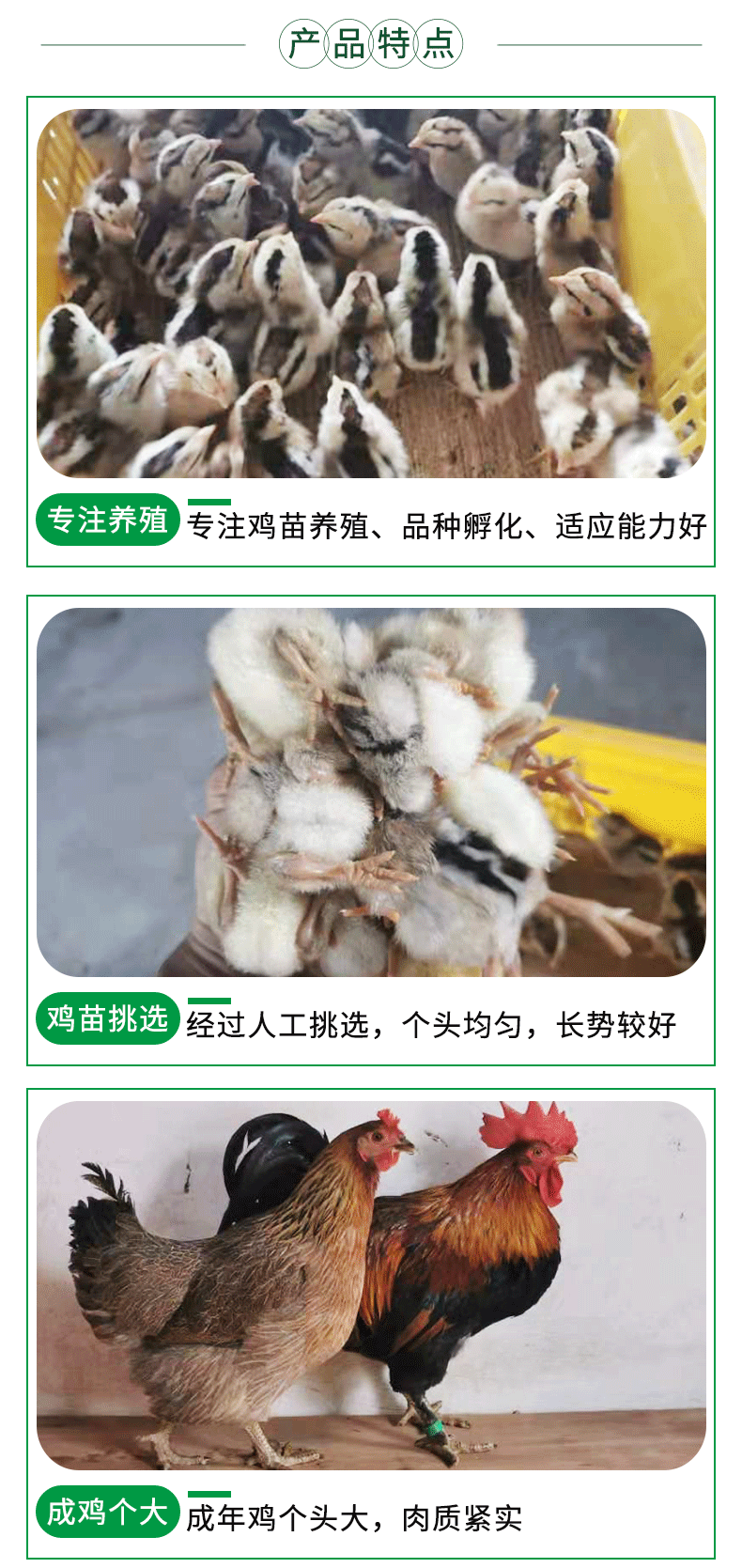 麻香鸡_04