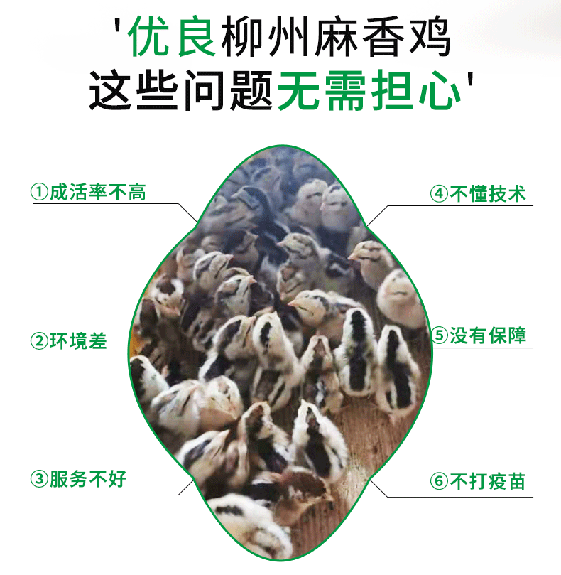 麻香鸡_02