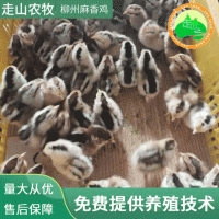 养殖场现货供应小鸡幼苗麻香鸡鸡苗 易养殖大量现货批发鸡苗