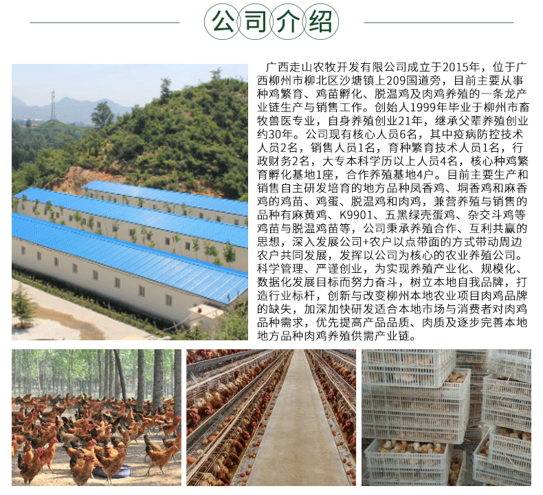 麻香鸡_10