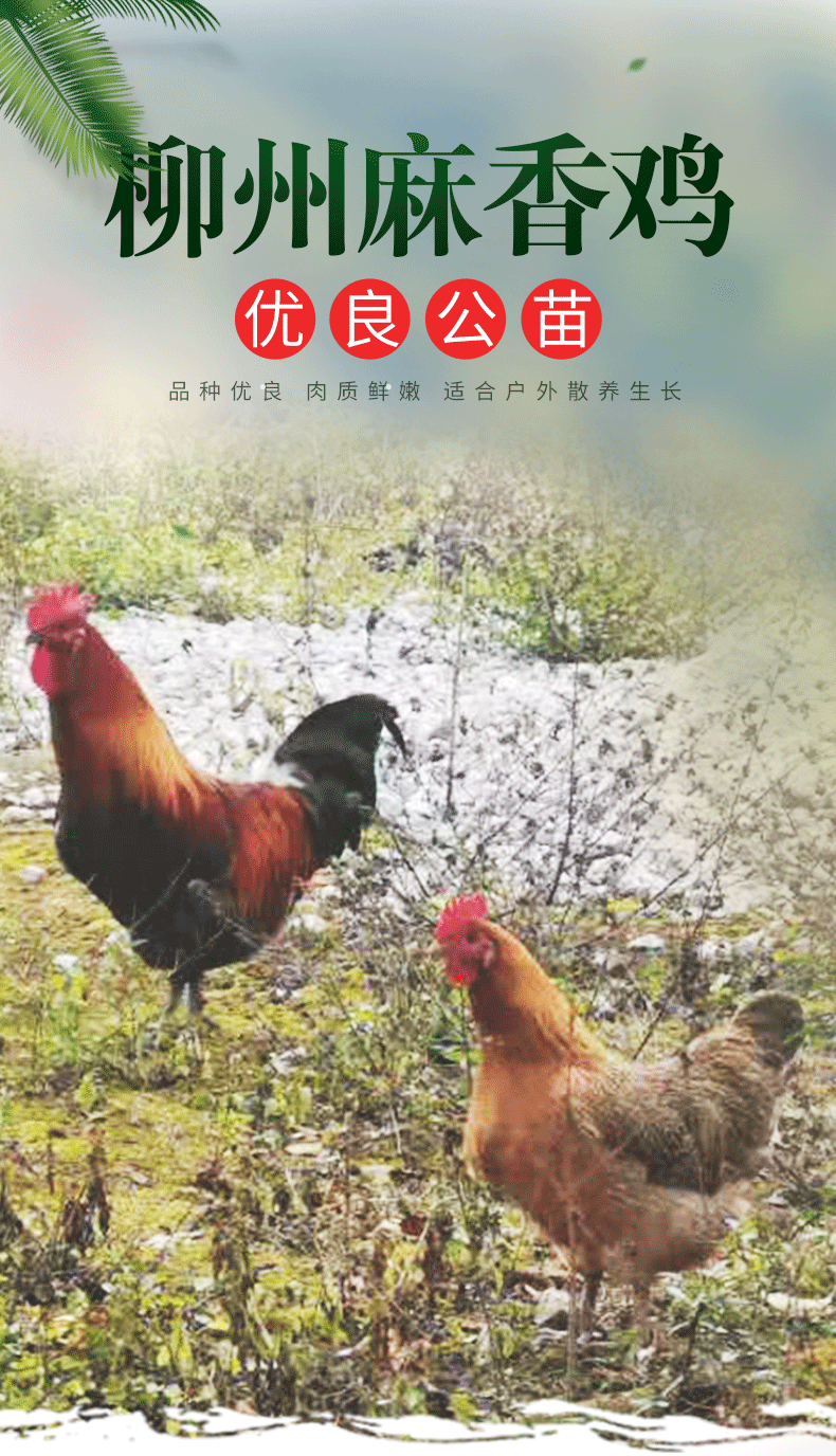 麻香鸡_01