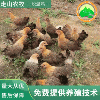 广西批发脱温鸡农村散养放养土鸡脱温鸡苗 良种雏鸡活鸡家禽批发