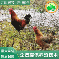 广西养殖场常年供应柳州麻香鸡鸡苗 鸡苗量大从优 可散养