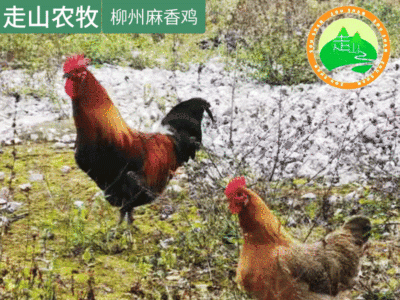 广西养殖场常年供应柳州麻香鸡鸡苗 鸡苗量大从优 可散养图5