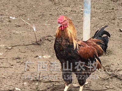 广西厂价直供斗鸡苗 杂交斗鸡苗 鸡苗质量好 发货包存活图3