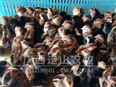 广西厂价直供斗鸡苗 杂交斗鸡苗 鸡苗质量好 发货包存活图2