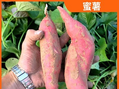 山东农家自种蜜薯新鲜番薯红薯富硒蜜薯沙土地地瓜批发代发图5