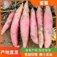 山东农家自种蜜薯新鲜番薯红薯富硒蜜薯沙土地地瓜批发代发