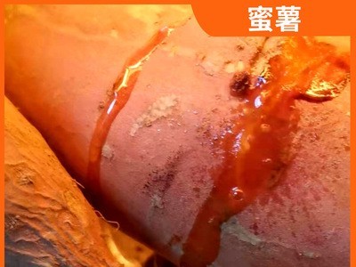 山东农家自种蜜薯新鲜番薯红薯富硒蜜薯沙土地地瓜批发代发图2