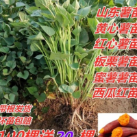 红薯苗批发红薯蜜薯板栗红薯苗地瓜苗糖心番薯苗