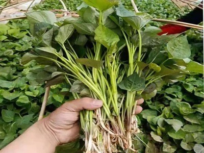 红薯苗批发红薯蜜薯板栗红薯苗地瓜苗糖心番薯苗图4