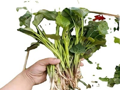 红薯苗批发红薯蜜薯板栗红薯苗地瓜苗糖心番薯苗图5