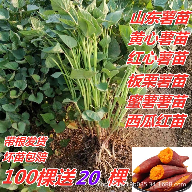 4ee5147ab5e6882cba4cd8dc761320