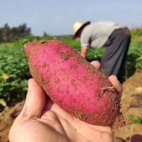 新鲜现挖红薯 香甜无丝糯蜜薯 农家特产沙地红心地瓜