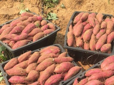 新鲜现挖红薯 香甜无丝糯蜜薯 农家特产沙地红心地瓜图2