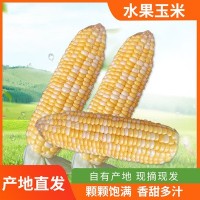产地直供新鲜水果玉米香甜多汁水果玉米 新鲜现摘农家自种发货快