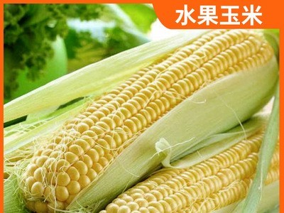 产地直供新鲜水果玉米香甜多汁水果玉米 新鲜现摘农家自种发货快图2