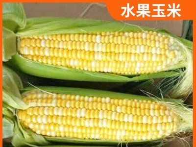 产地直供新鲜水果玉米香甜多汁水果玉米 新鲜现摘农家自种发货快图5