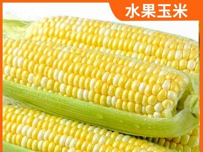 产地直供新鲜水果玉米香甜多汁水果玉米 新鲜现摘农家自种发货快图3