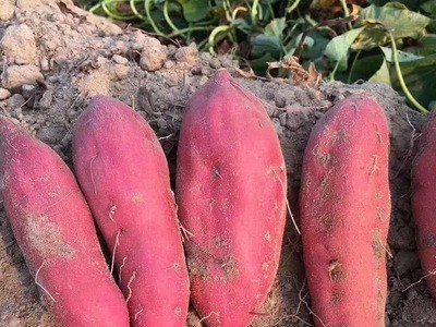 山东新鲜现挖红薯 香甜无丝蜜薯 农家特产沙地红心地瓜图3