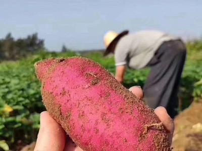 山东新鲜现挖红薯 香甜无丝蜜薯 农家特产沙地红心地瓜图2