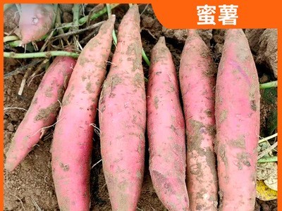 山东农家自种蜜薯新鲜番薯红薯富硒蜜薯沙土地地瓜批发代发图2