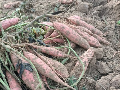 农家自种产地直发量大从优无中间商纯沙土地西瓜红蜜薯图2