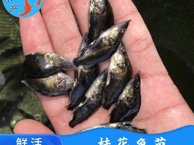 【低价供应】水产养殖桂花鱼苗 鳜鱼苗 翘嘴桂花苗 桂鱼鱼苗图3