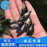 【低价供应】水产养殖桂花鱼苗 鳜鱼苗 翘嘴桂花苗 桂鱼鱼苗