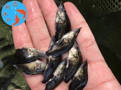 【低价供应】水产养殖桂花鱼苗 鳜鱼苗 翘嘴桂花苗 桂鱼鱼苗图4