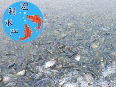 广州批发新吉富罗非鱼苗罗非水花 淡水养殖罗非鱼苗 单性罗非鱼苗图2