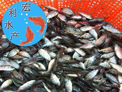 广州批发新吉富罗非鱼苗罗非水花 淡水养殖罗非鱼苗 单性罗非鱼苗图3