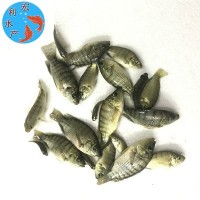 广州批发新吉富罗非鱼苗罗非水花 淡水养殖罗非鱼苗 单性罗非鱼苗