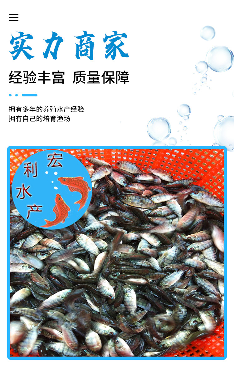 罗非鱼苗_03