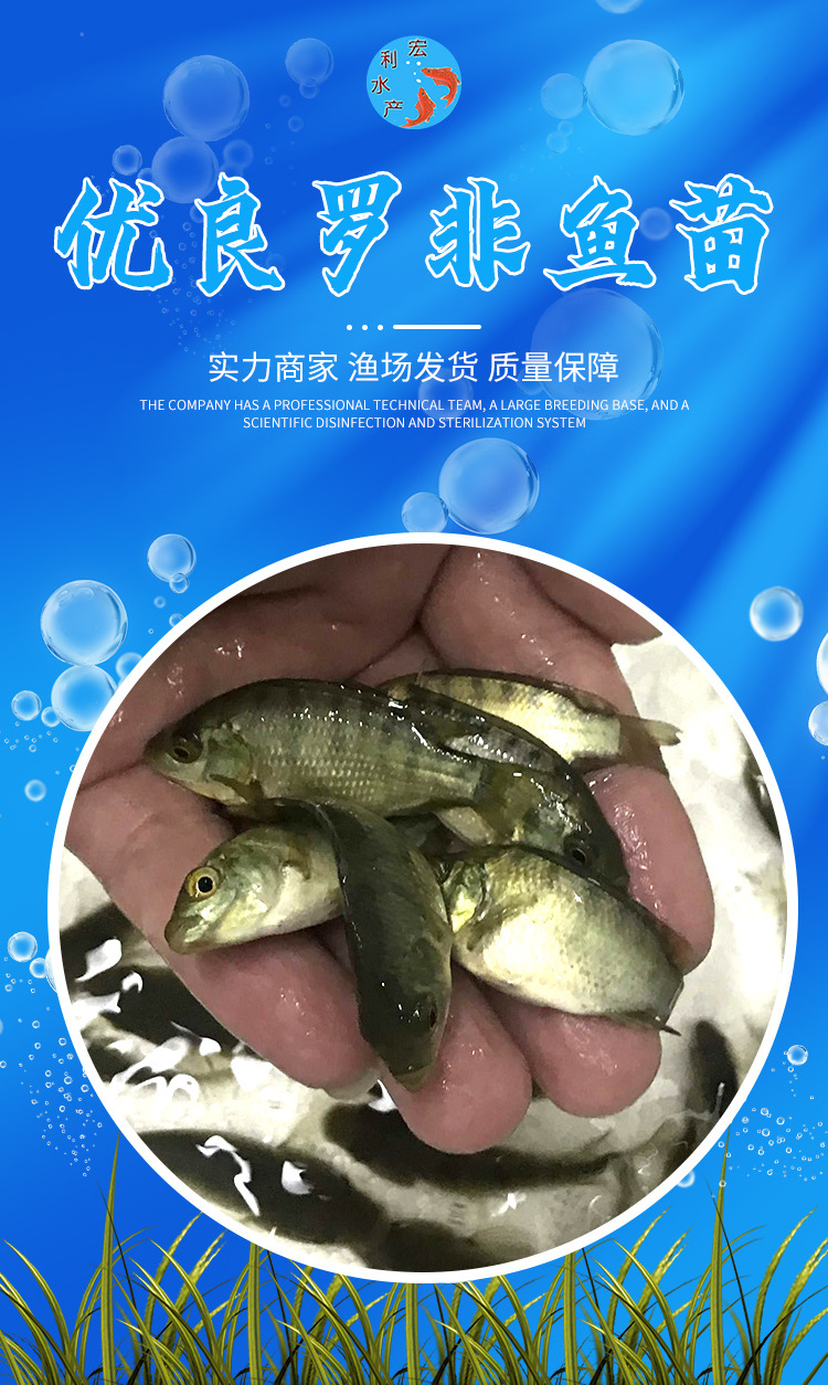 罗非鱼苗_01