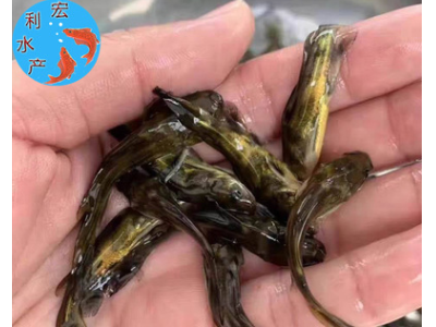 【广东供应】超雄黄颡鱼苗 黄骨鱼苗 黄丫头鱼苗 黄辣丁鱼苗批发图3
