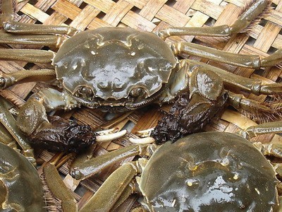 厂家直供兴化水产大闸蟹批发六月黄螃蟹一斤装0.9-1.1两河蟹图2