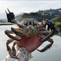 厂家直供兴化水产大闸蟹批发六月黄螃蟹一斤装0.9-1.1两河蟹