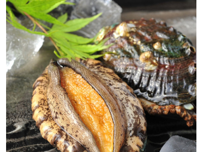 新鲜鲍鱼鲜活大个超大鲍鱼非小鲍鱼特大8头鲜活海产鲜鲍大连包邮图3