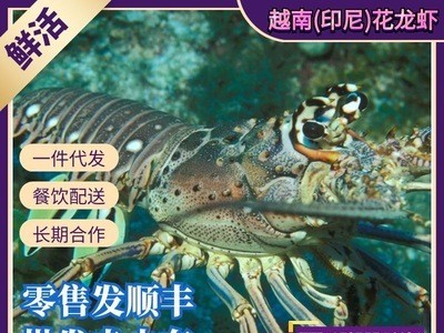 花龙虾小青龙虾杂龙虾油龙虾澳龙波士顿龙虾刺身海鲜鲜活水产食材图2