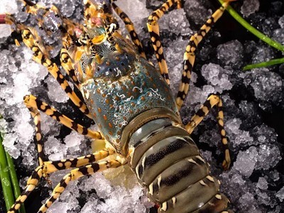 花龙虾小青龙虾杂龙虾油龙虾澳龙波士顿龙虾刺身海鲜鲜活水产食材图5