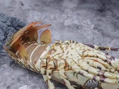 花龙虾小青龙虾杂龙虾油龙虾澳龙波士顿龙虾刺身海鲜鲜活水产食材图3