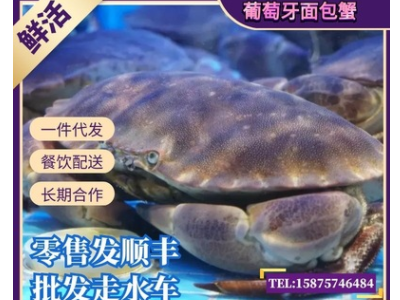 面包蟹鲜活超大螃蟹熟冻梭子蟹鲜活大母蟹10珍宝黄金蟹斤特大螃蟹图3