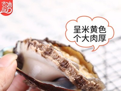 一件代发鲍鱼 海鲜带壳活冻鲍鱼酒店婚宴食材批发真空包装批发图5