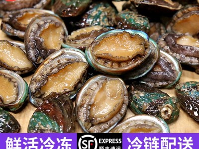 厂家批发活冻小鲍鱼网红麻辣小海鲜 餐饮佛跳墙食材 社区团购代发图3
