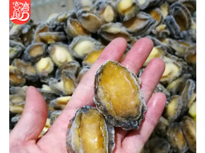 鲍鱼批发 东山水产冷冻鲍鱼肉去壳处理 冻品海鲜产地货源定制代发图3