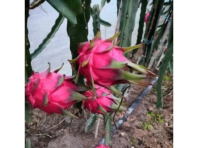 芜湖市南陵县红心火龙果图2